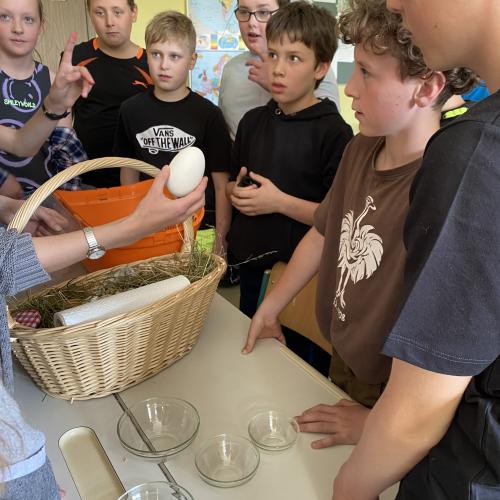 Kücken-Besuch in der 1c-Klasse